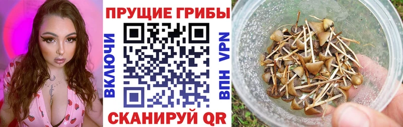 наркошоп  Алейск  Галлюциногенные грибы Magic Shrooms 